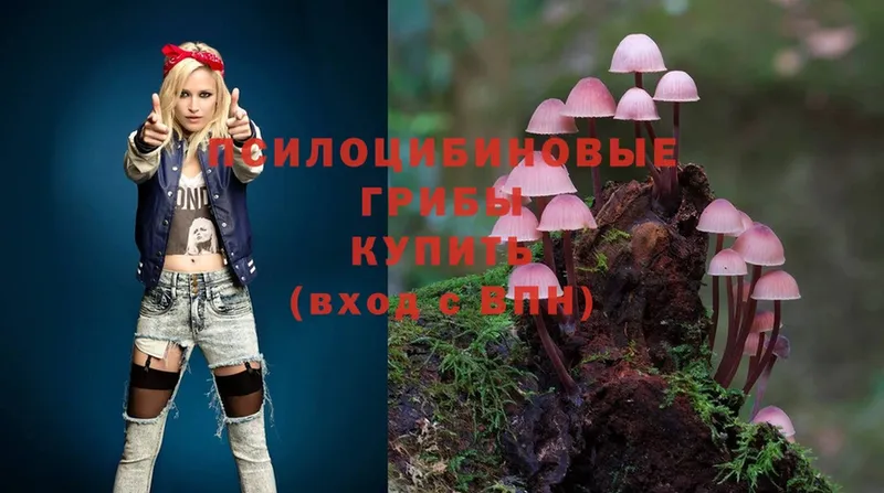 купить наркотик  Гурьевск  Псилоцибиновые грибы MAGIC MUSHROOMS 