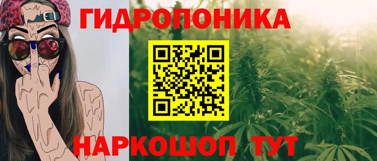 Конопля LSD WEED  Гурьевск  Каннабис VHQ  Канабис семена  Бошки Шишки SATIVA & INDICA 